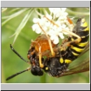 Tenthredo vespa - Blattwespe m09.jpg